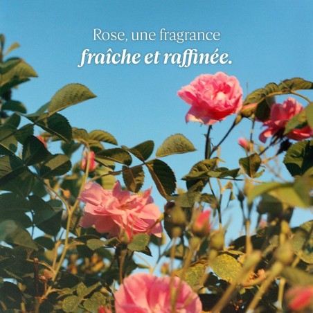 Crème hydratante pour les pieds L'Occitane En Provence ROSE L'OCCITAN